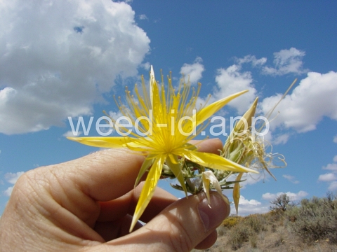 blazing-star